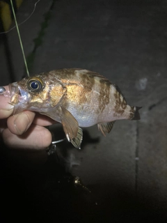 メバルの釣果