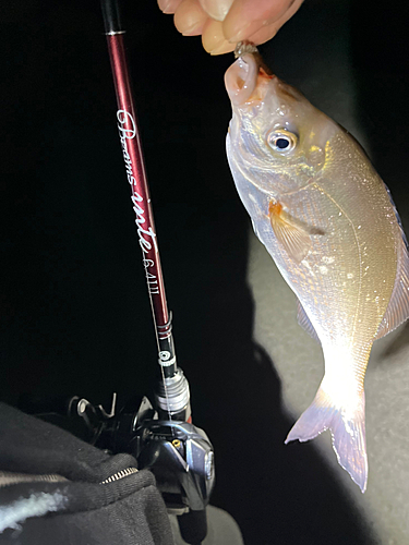 ウミタナゴの釣果