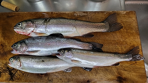 ニジマスの釣果