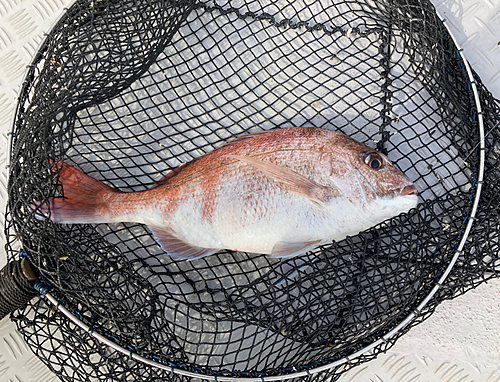 タイの釣果