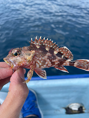 釣果