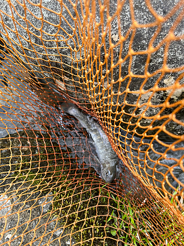 イワナの釣果