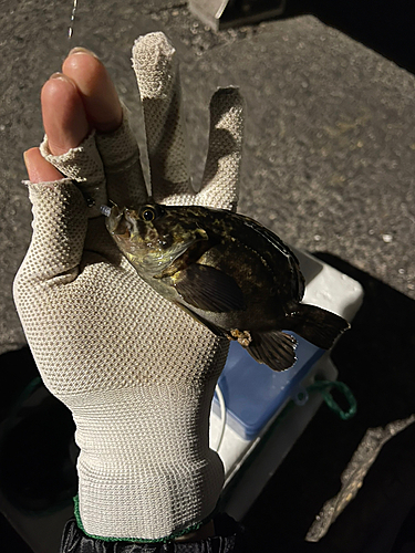 タケノコメバルの釣果