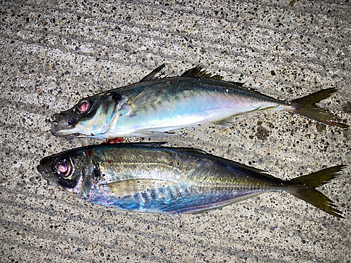 マアジの釣果