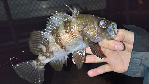 メバルの釣果