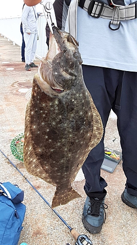 ヒラメの釣果