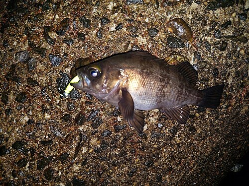 シロメバルの釣果