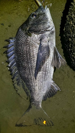 チヌの釣果