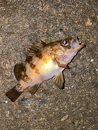 アカメバルの釣果