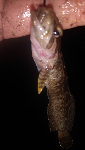 ギンポの釣果