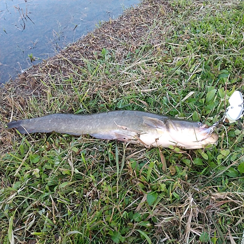 マナマズの釣果