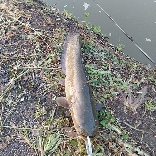 マナマズの釣果