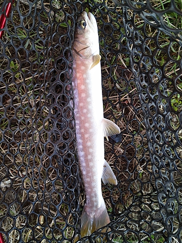 アメマスの釣果