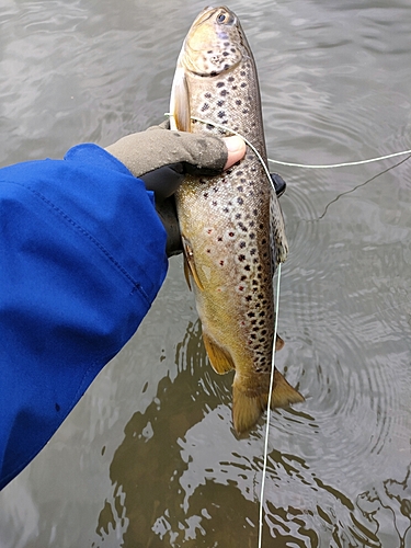 ブラウントラウトの釣果