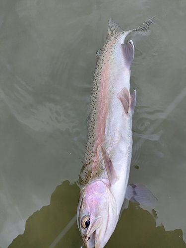 ニジマスの釣果