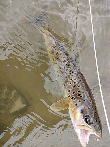 ブラウントラウトの釣果