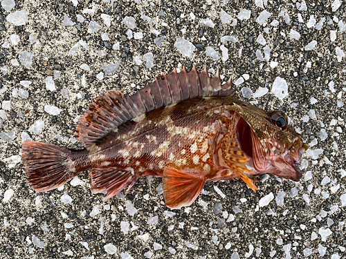 カサゴの釣果