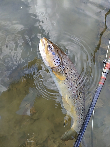 ブラウントラウトの釣果