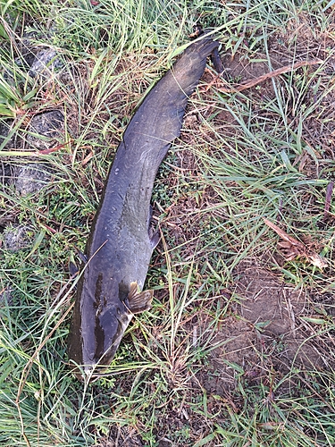 ナマズの釣果