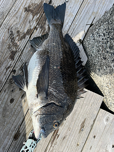 チヌの釣果