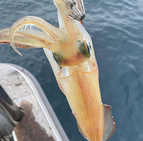 ケンサキイカの釣果