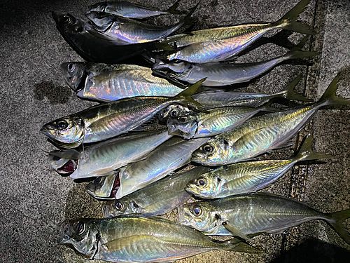 アジの釣果