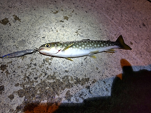 アメマスの釣果