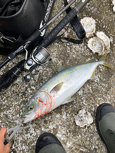 ハマチの釣果