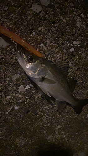 セイゴ（マルスズキ）の釣果