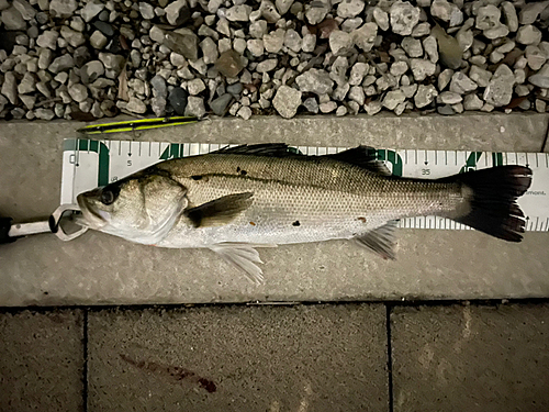 シーバスの釣果