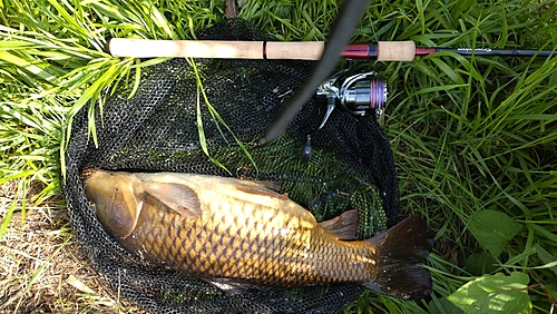 コイの釣果