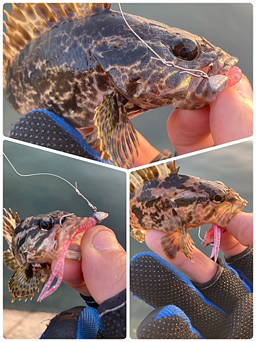 タケノコメバルの釣果