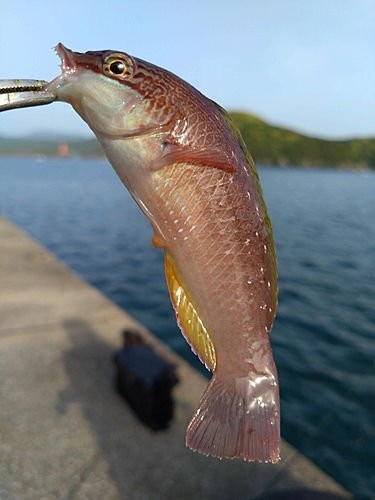 ベラの釣果