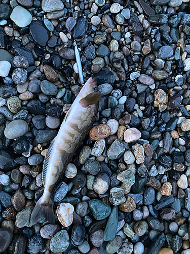 ホッケの釣果