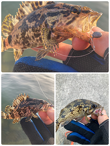 タケノコメバルの釣果