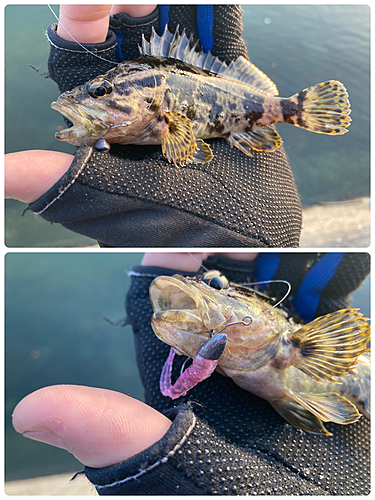 タケノコメバルの釣果