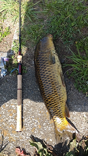 コイの釣果