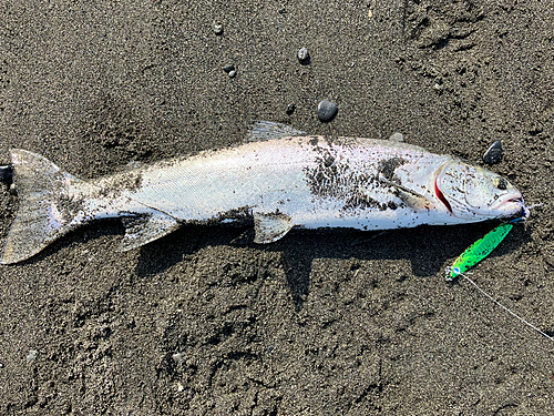 アメマスの釣果