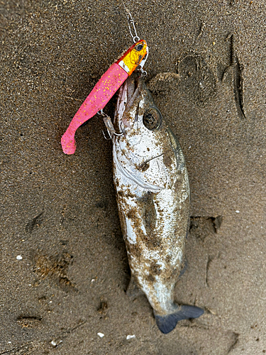 セイゴ（マルスズキ）の釣果