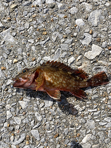 カサゴの釣果