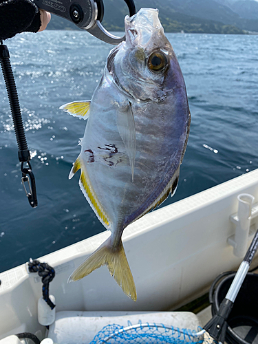 カイワリの釣果