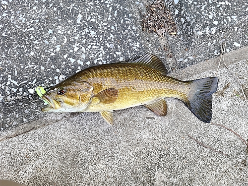 スモールマウスバスの釣果