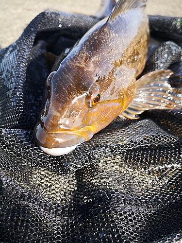 アイナメの釣果