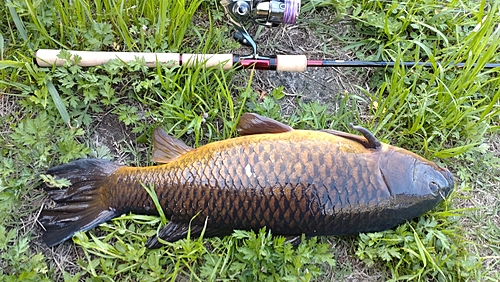 コイの釣果