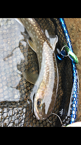 アメマスの釣果