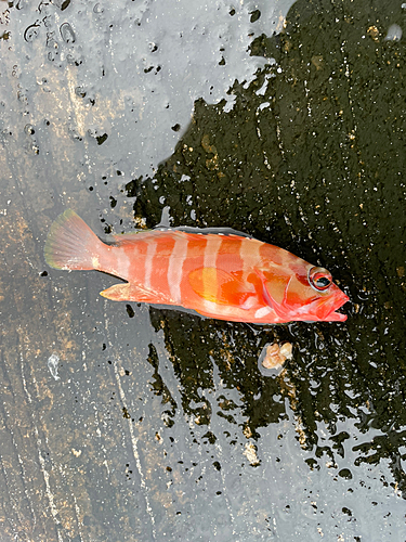 アカハタの釣果