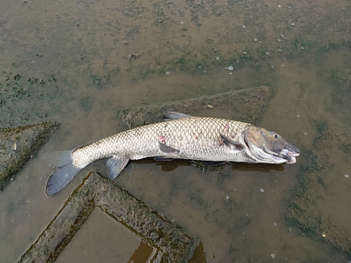 ニゴイの釣果