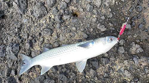 ボラの釣果