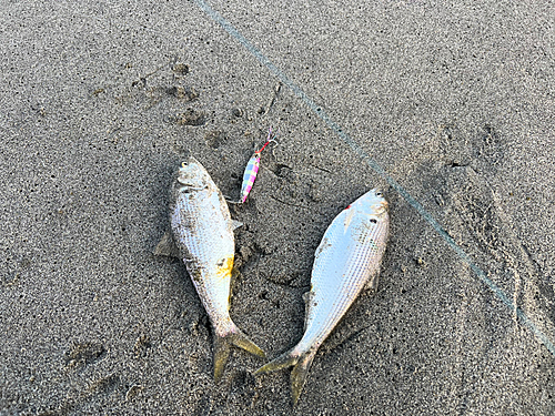 コノシロの釣果