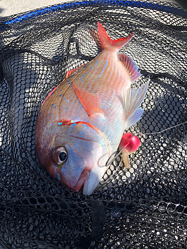 ハナダイの釣果